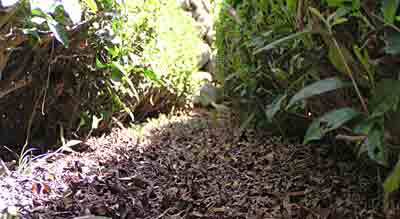 お茶の木の畝間は刈り込んだお茶の葉の腐葉土でふかふか