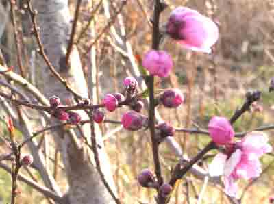 花桃がようやく咲き始めた。
