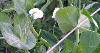 スナックエンドウの白い花。