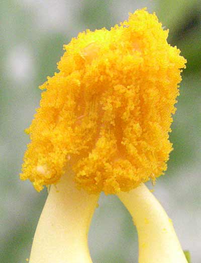 ズッキーニの雄花の花粉。