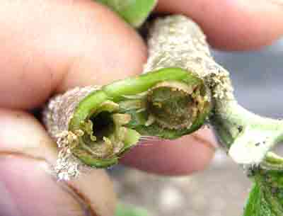 なすの茎の中に虫の食害した穴が。