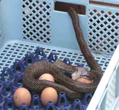 蛇が卵をのみ込みはじめた。