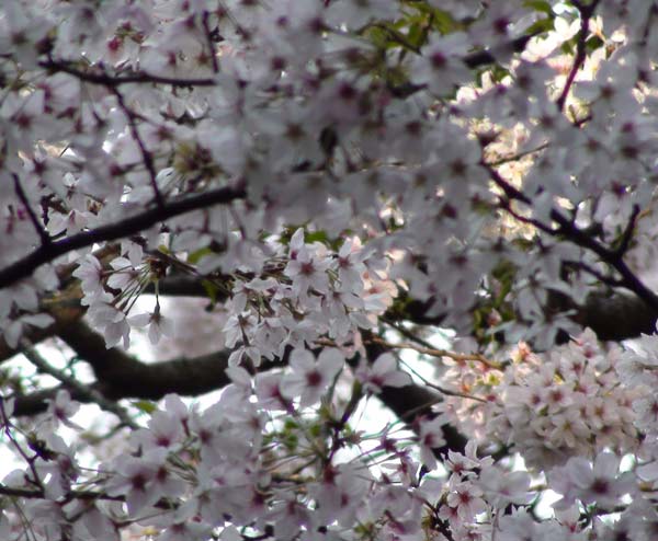 「兎山公園の桜も満開を過ぎた」。