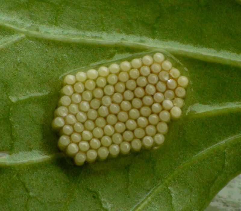 空芯菜の葉に着いた規則正しく産み付けられた虫の卵。何の虫だろう？。
