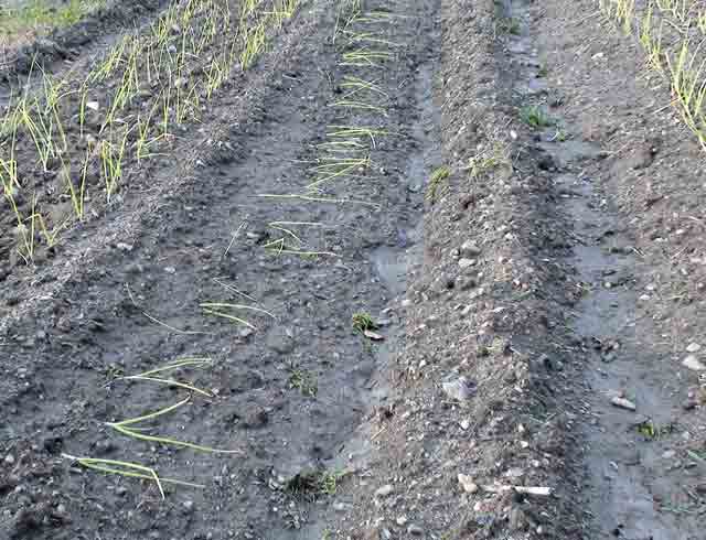 植え付けられたばかりの玉葱の苗は、大雨で畝の一部が流されてしまった。