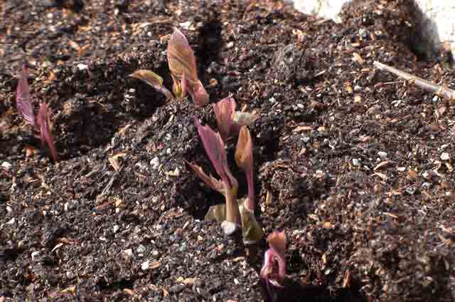 苗床での発泡スチロールから安納芋の芽が出始めた