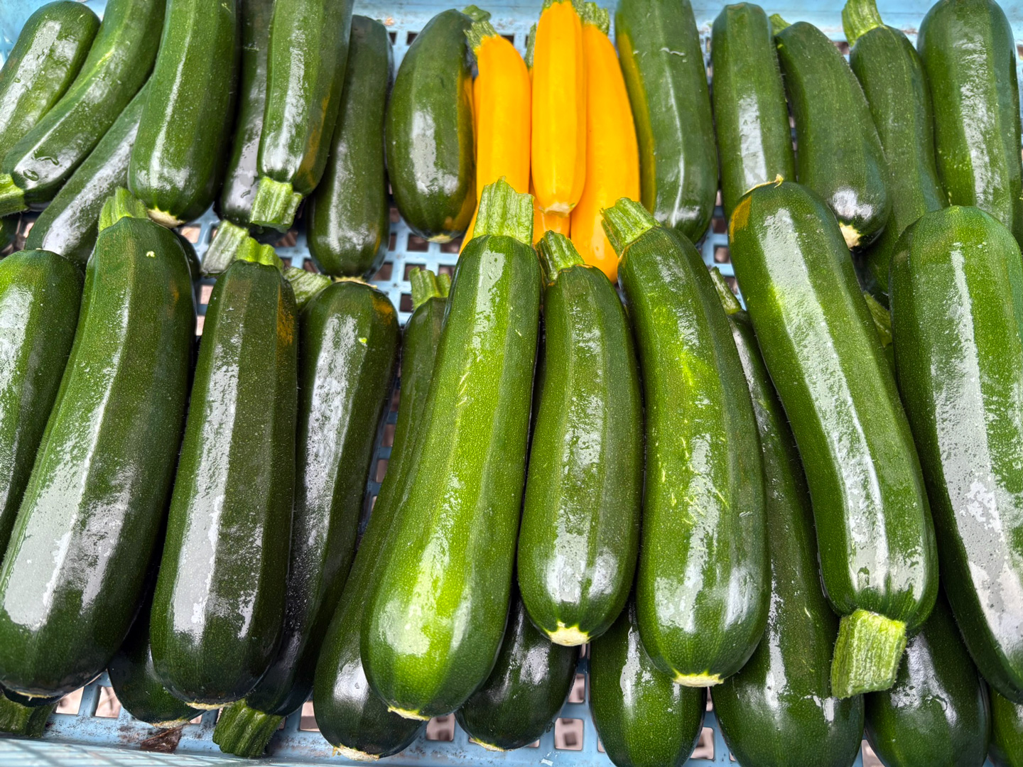 ズッキーニ2025 ズッキーニ