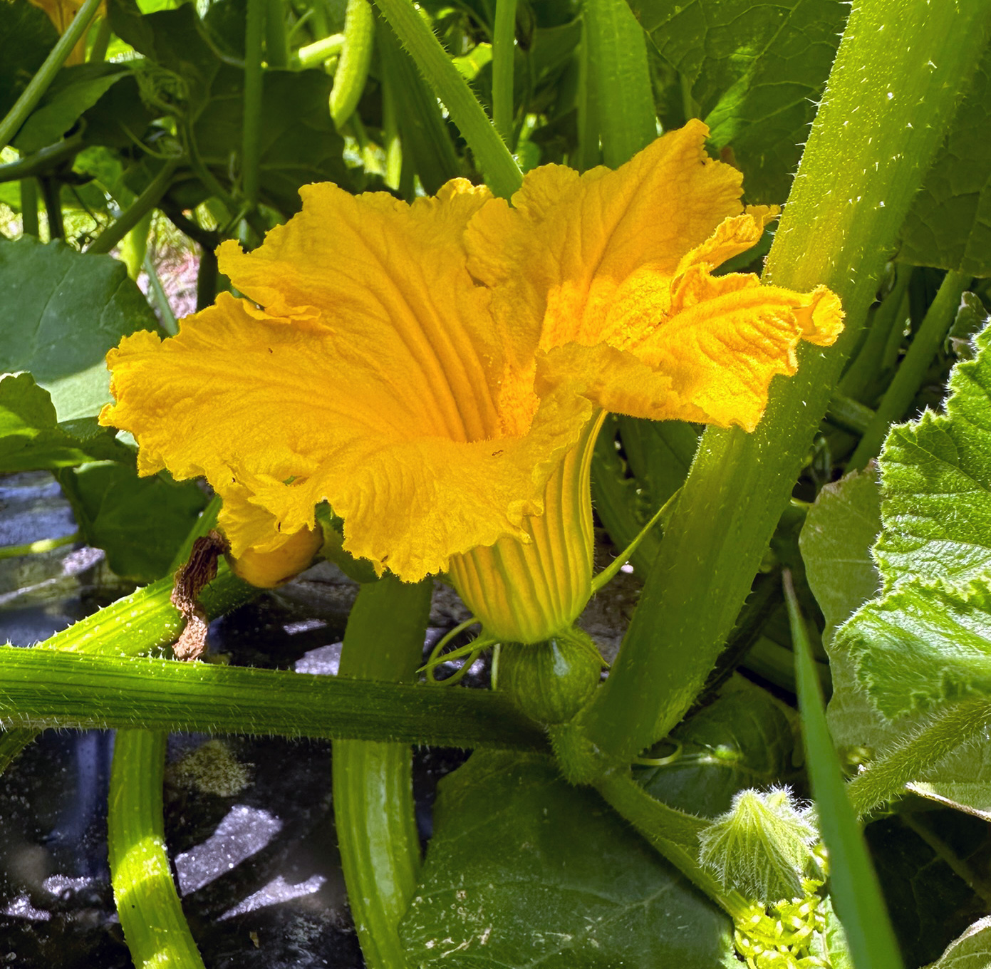 南瓜の雌花 南瓜の雌花