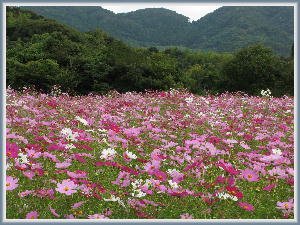 �R�X���X11