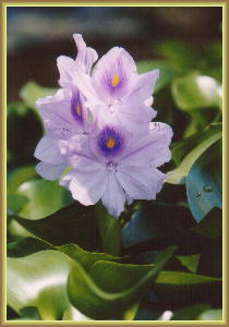 �z�e�C�A�I�C