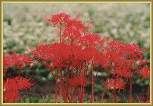 �q�K���o�i