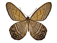 �A�X�e�B�I�P�n�J�}�W���m�����\