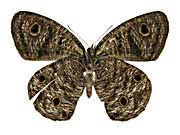 ロリマウラナミジャノメ♀裏