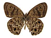 ロリマウラナミジャノメ♂裏