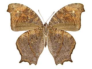 �W�e�j�E�X�R�m�}�`���E����