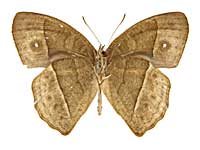 ウィサラコジャノメ♂裏