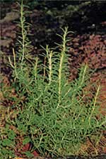 �A���N����